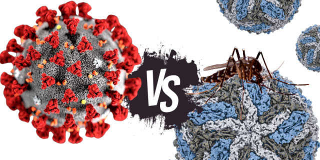 Vírus da dengue e da covid dentro do corpo humano