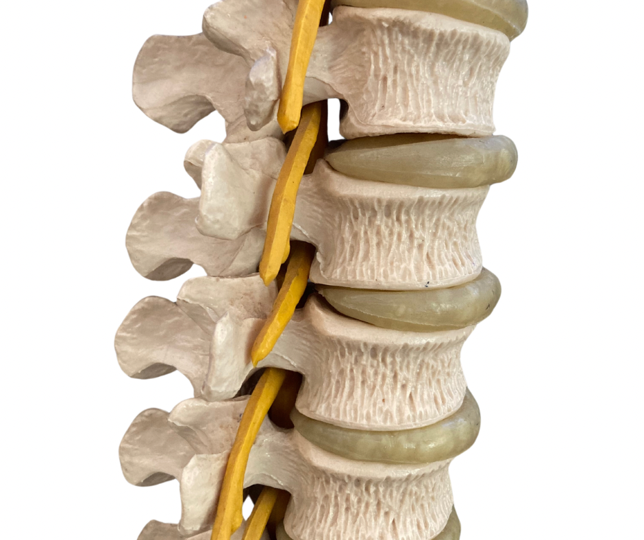 Imagem da coluna vertebral e hérnia de disco